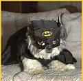 Click image for larger version

Name:	BATMAN (Small).jpg
Views:	166
Size:	56.1 KB
ID:	497370