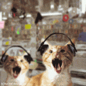 Click image for larger version

Name:	rappingcats (1).gif
Views:	179
Size:	71.1 KB
ID:	497490