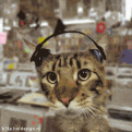 Click image for larger version

Name:	rappingcats (2).gif
Views:	193
Size:	115.2 KB
ID:	497491