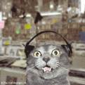 Click image for larger version

Name:	rappingcats (3).gif
Views:	177
Size:	234.5 KB
ID:	497492