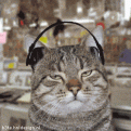 Click image for larger version

Name:	rappingcats (5).gif
Views:	183
Size:	239.7 KB
ID:	497494