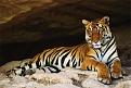 Click image for larger version

Name:	Tigers-Cave-Poster-C11737617.jpeg
Views:	191
Size:	21.6 KB
ID:	497653