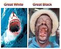 Click image for larger version

Name:	Great white.jpg
Views:	9624
Size:	67.8 KB
ID:	498430